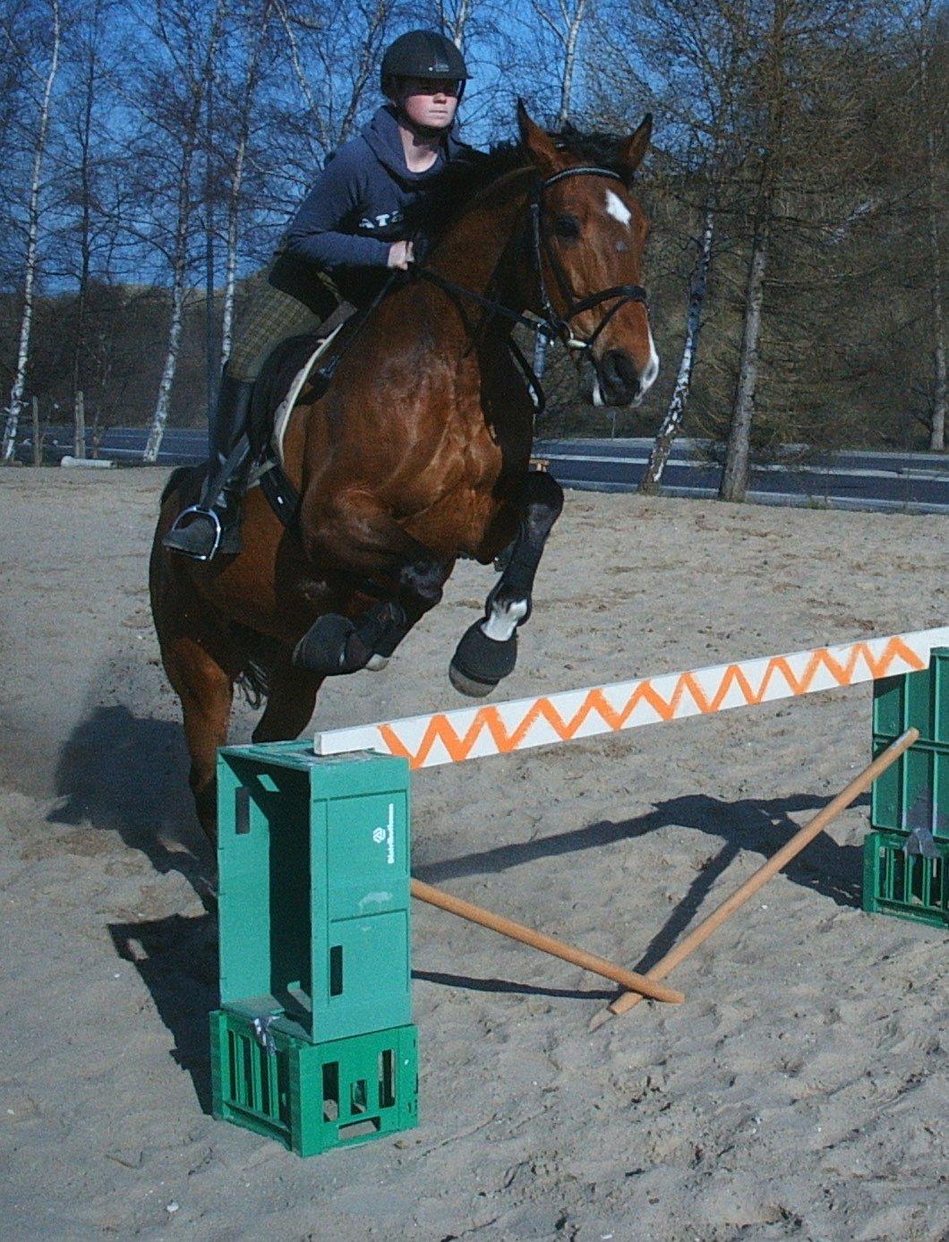 Dansk Varmblod Chianti billede 14