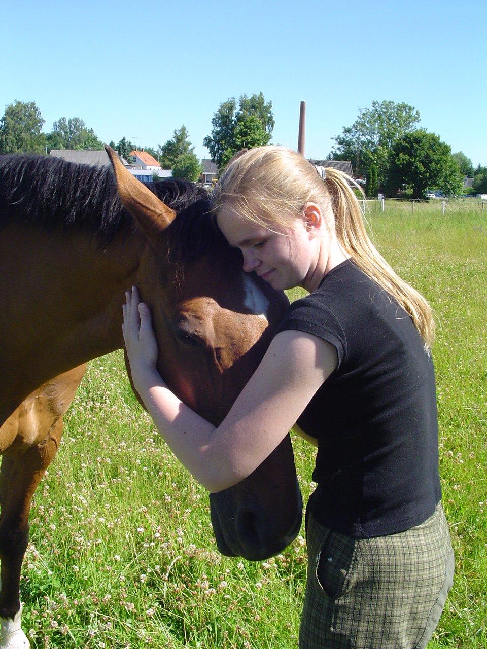 Dansk Varmblod Chianti billede 15