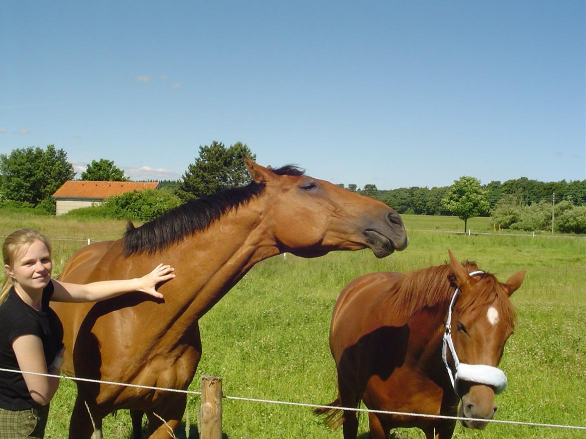 Dansk Varmblod Chianti billede 16