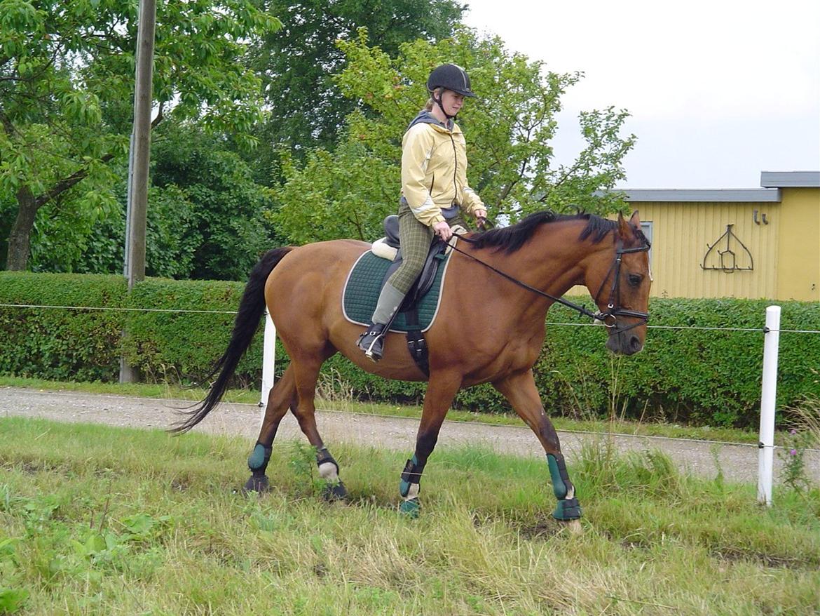 Dansk Varmblod Chianti billede 17