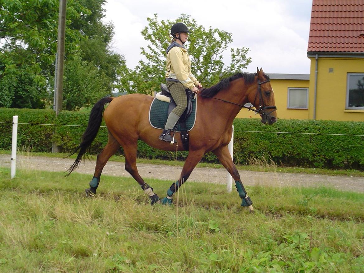 Dansk Varmblod Chianti billede 18