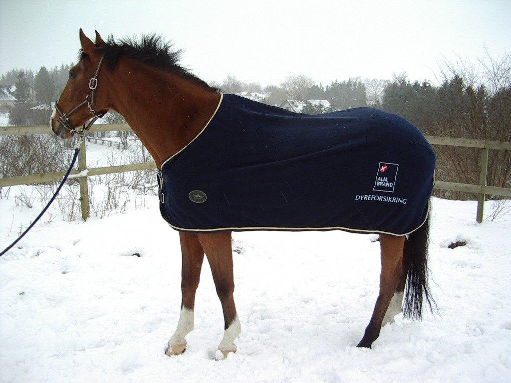 Dansk Varmblod Chianti billede 19