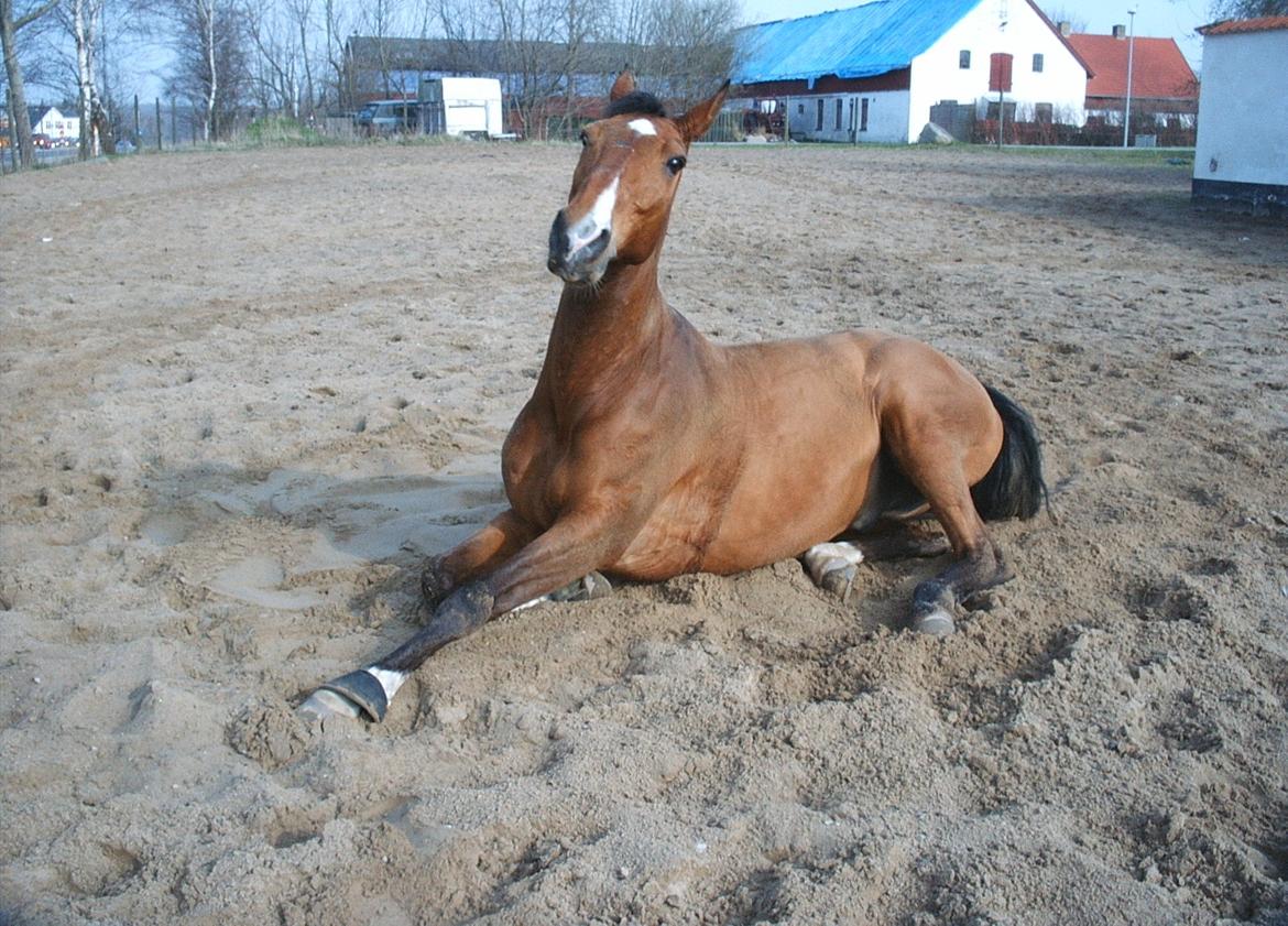 Dansk Varmblod Chianti billede 20