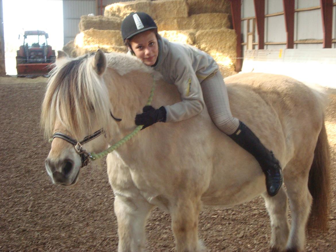 Fjordhest Benjamin billede 1