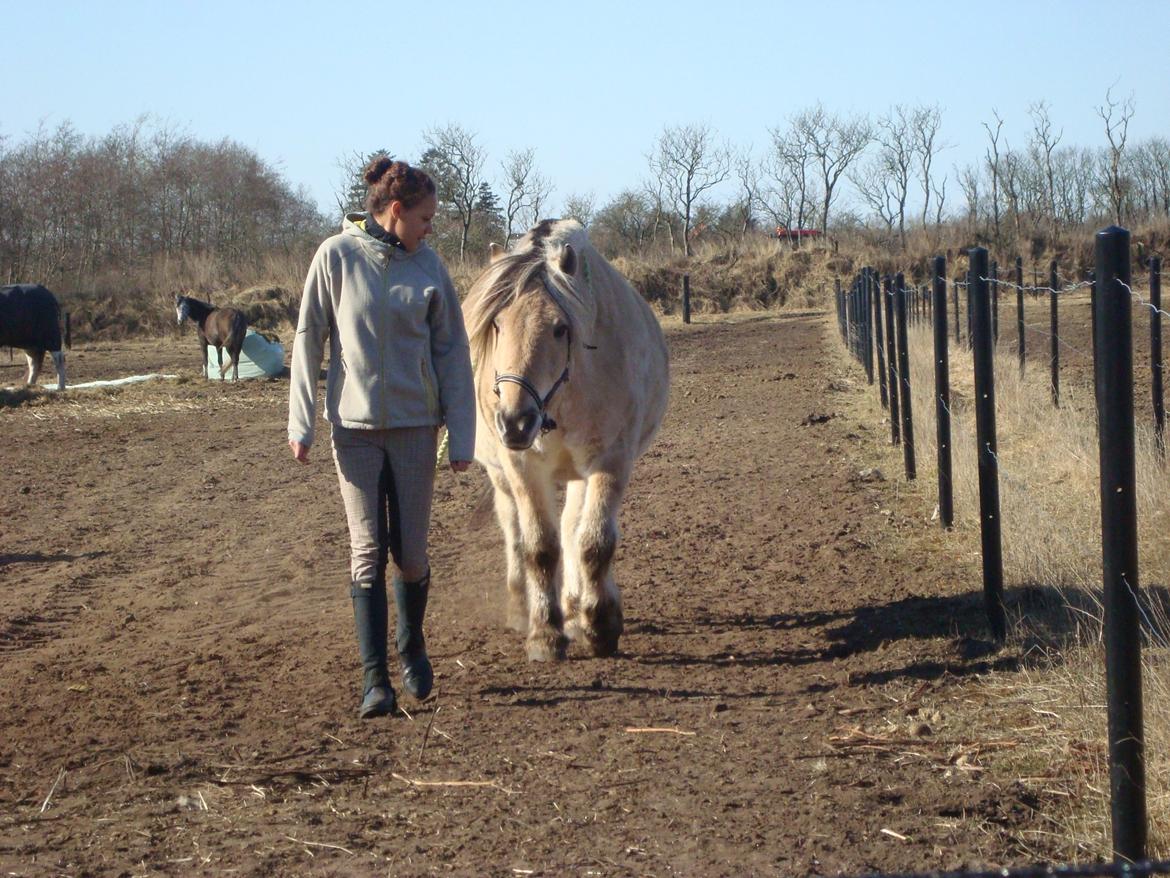 Fjordhest Benjamin billede 2