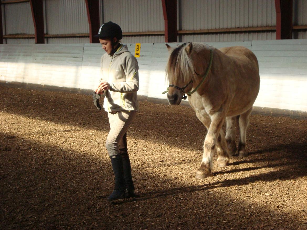 Fjordhest Benjamin billede 3