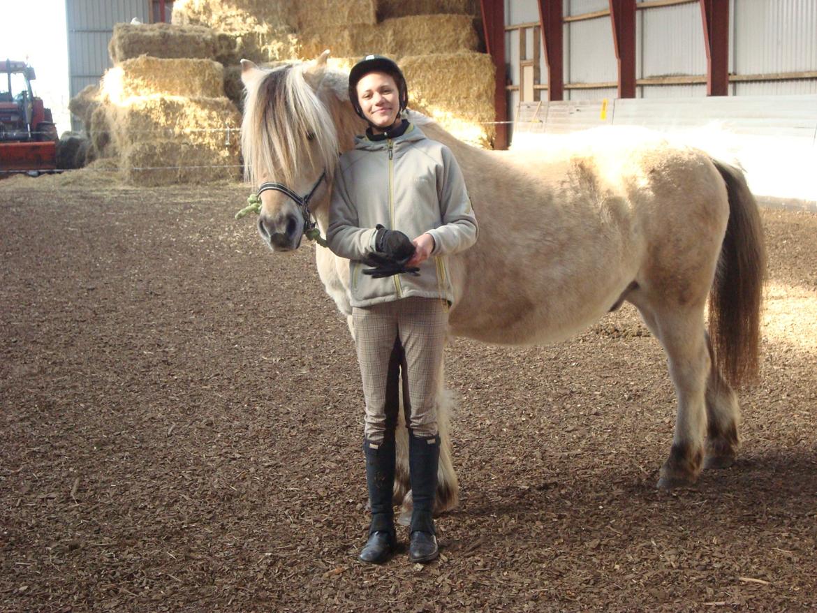 Fjordhest Benjamin billede 4