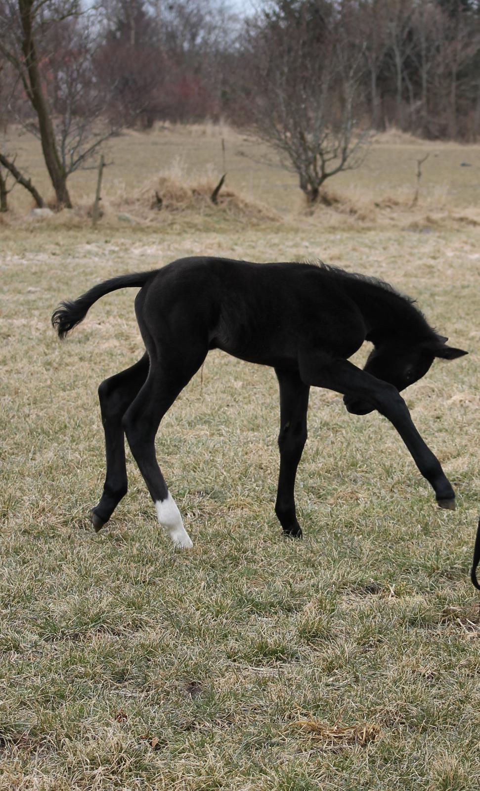 Oldenborg Stald Kock´s Yasmin - Bakgårdens ? født d. 11 marts. Efter Yasmin og Sonny boy Højbogård. billede 7
