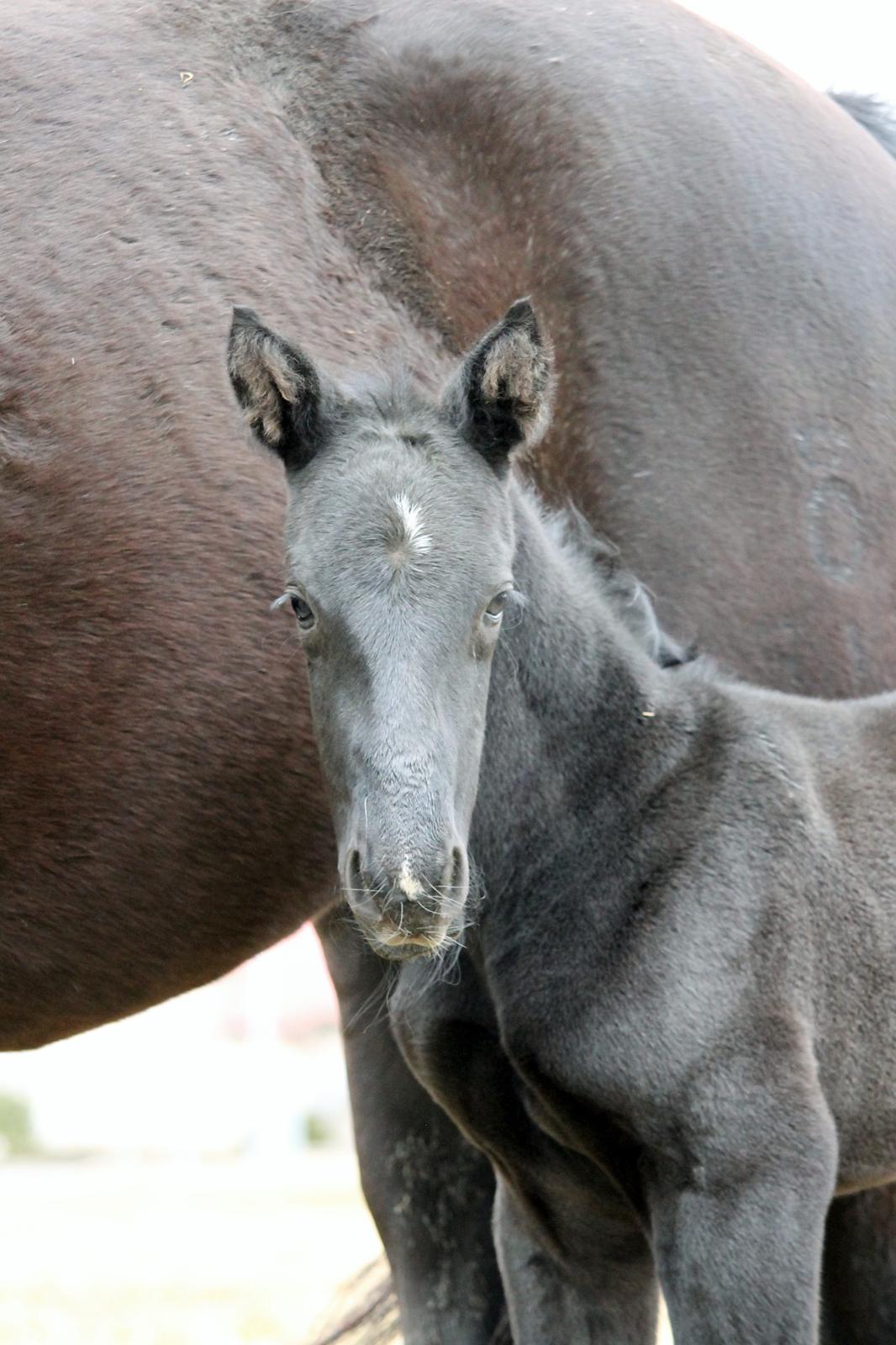 Oldenborg Stald Kock´s Yasmin billede 6