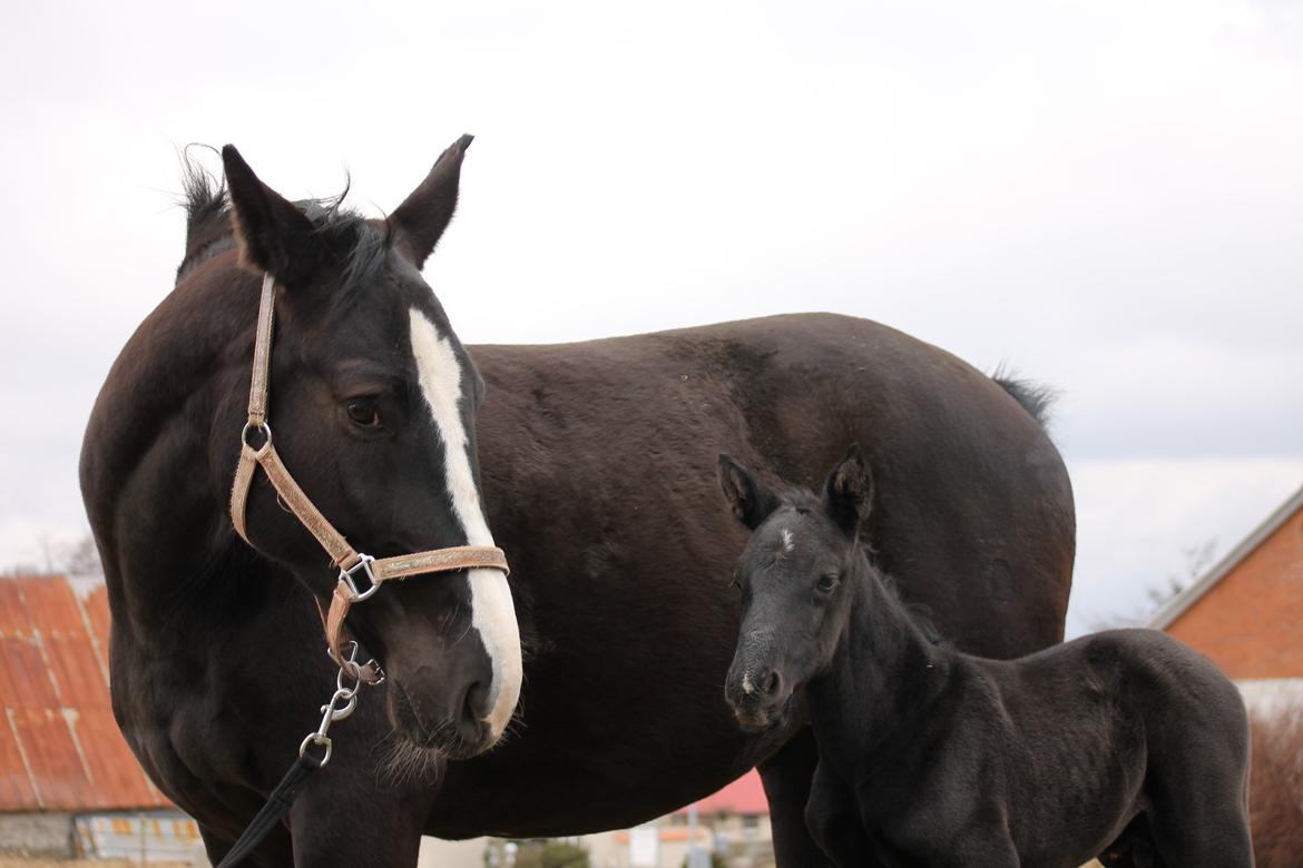 Oldenborg Stald Kock´s Yasmin billede 5