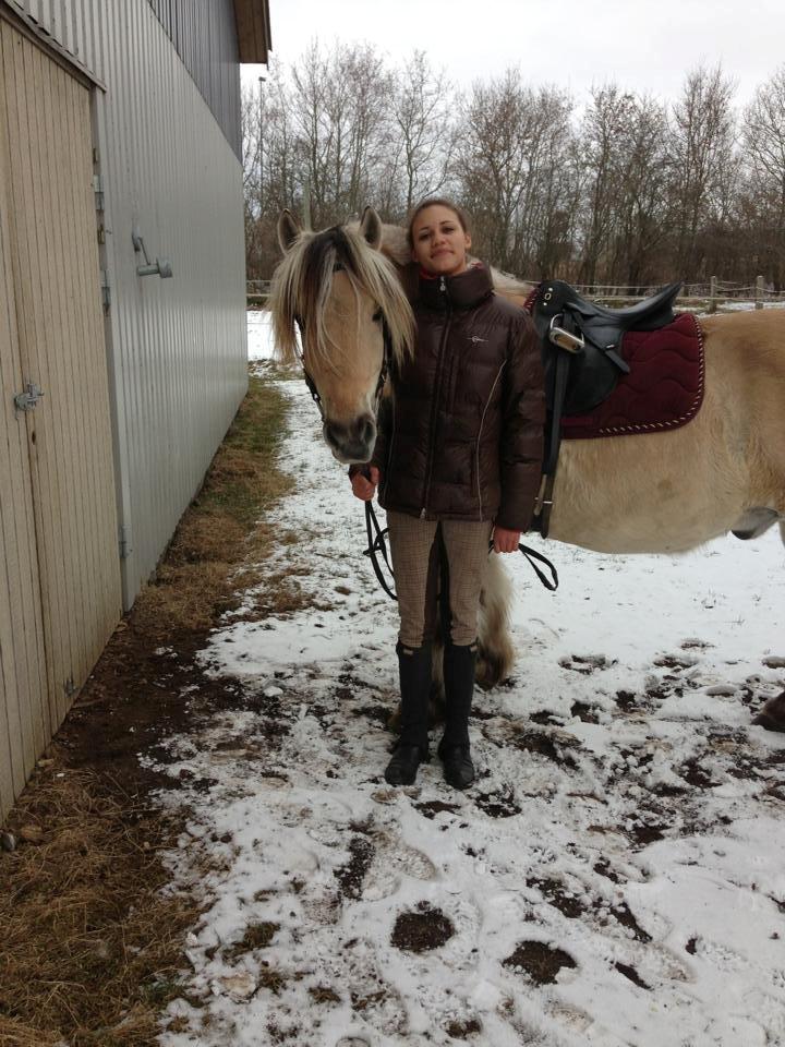 Fjordhest Benjamin billede 5