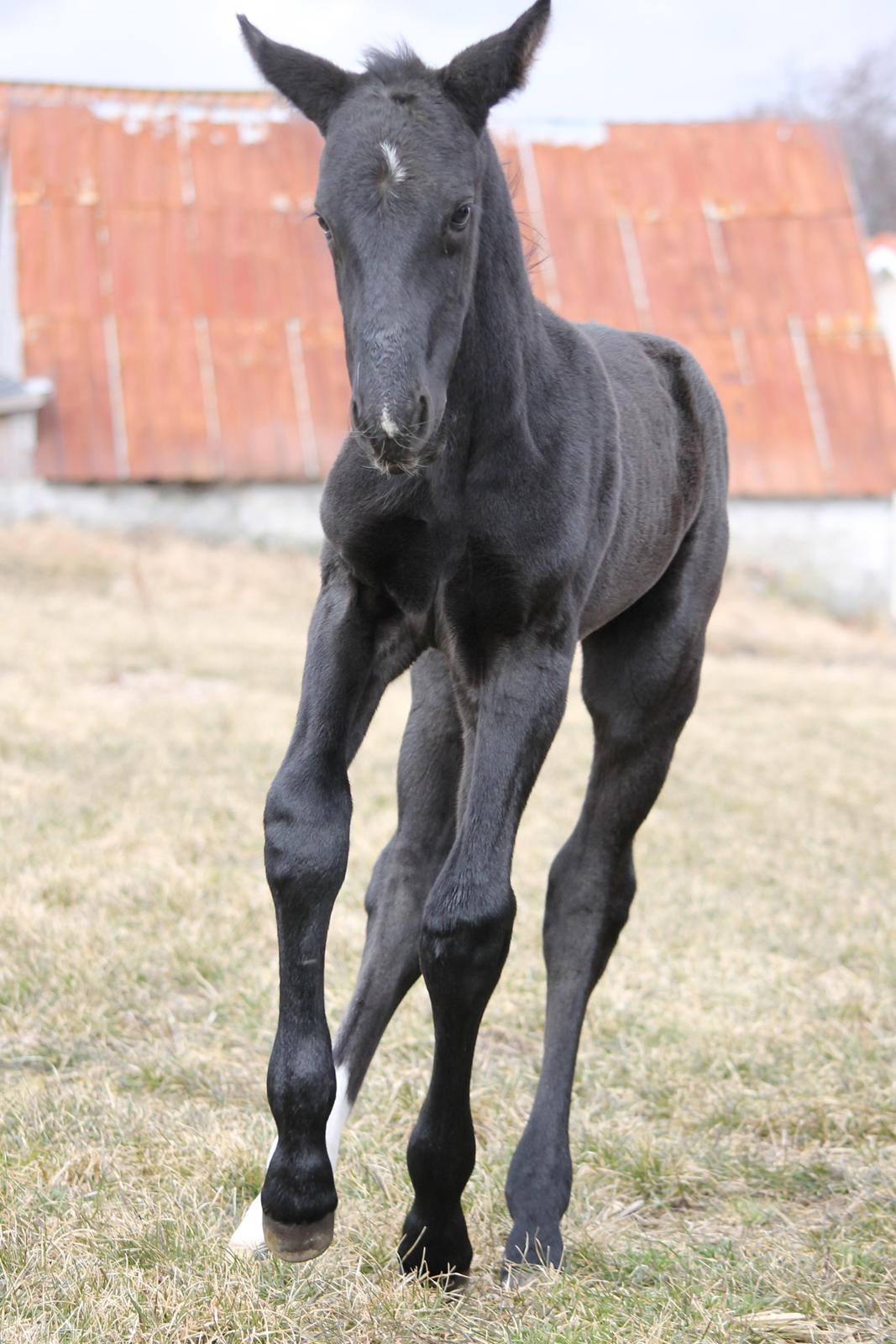 Oldenborg Stald Kock´s Yasmin billede 8