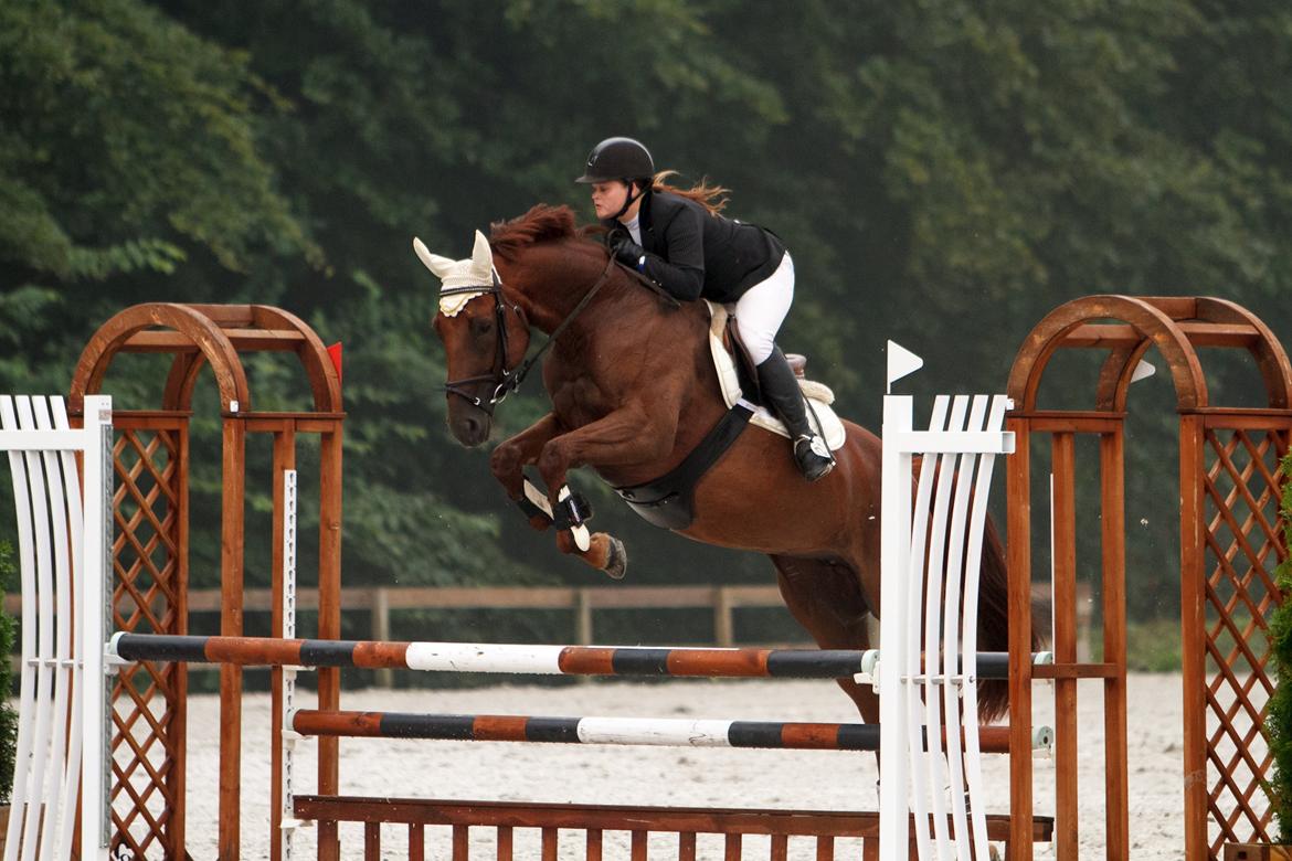 Belgisk varmblod Gipsy Queen billede 1