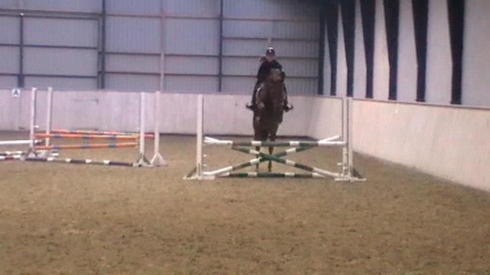 Belgisk varmblod Gipsy Queen billede 3