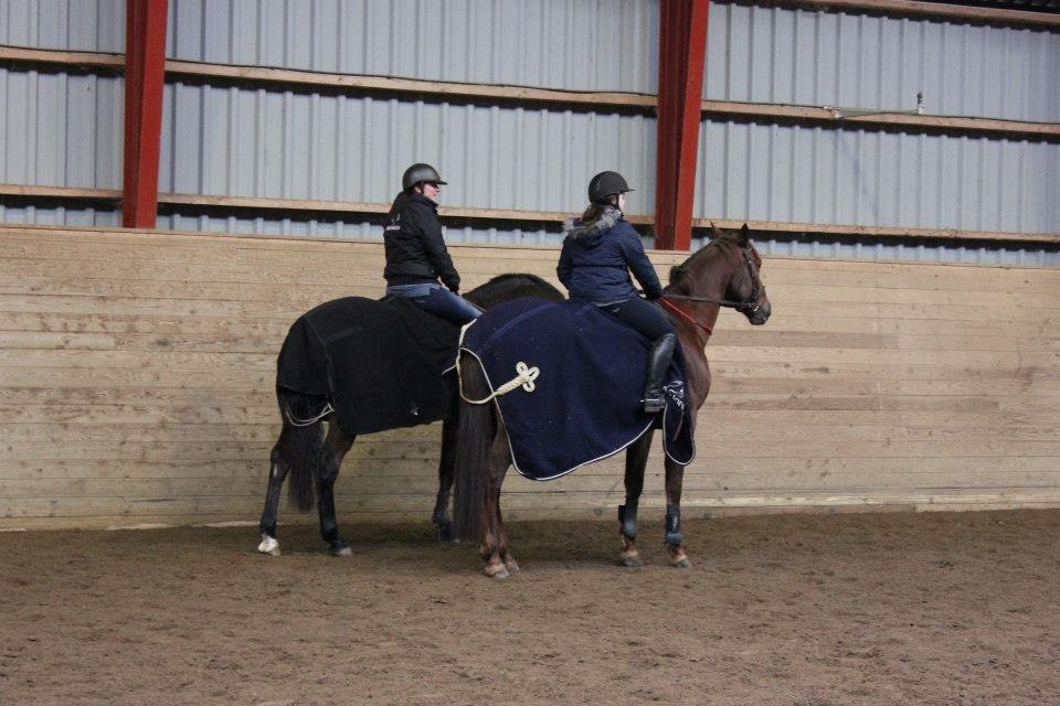 Belgisk varmblod Gipsy Queen billede 4