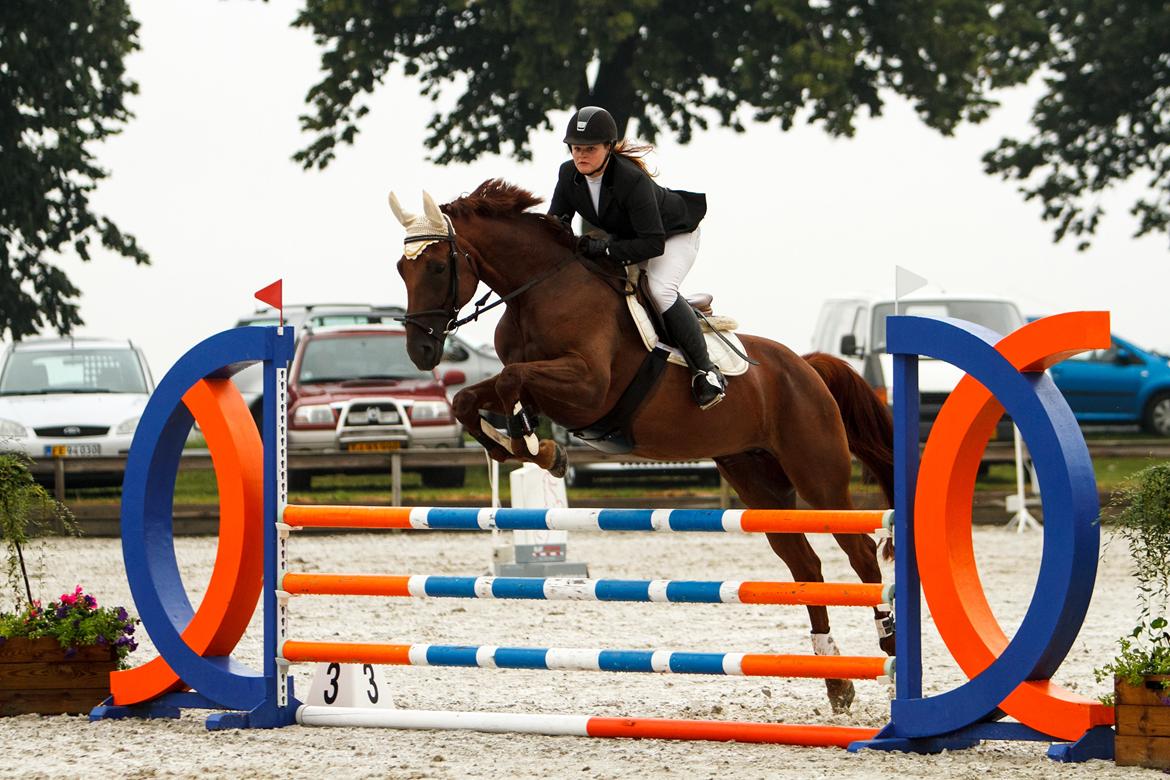 Belgisk varmblod Gipsy Queen billede 5