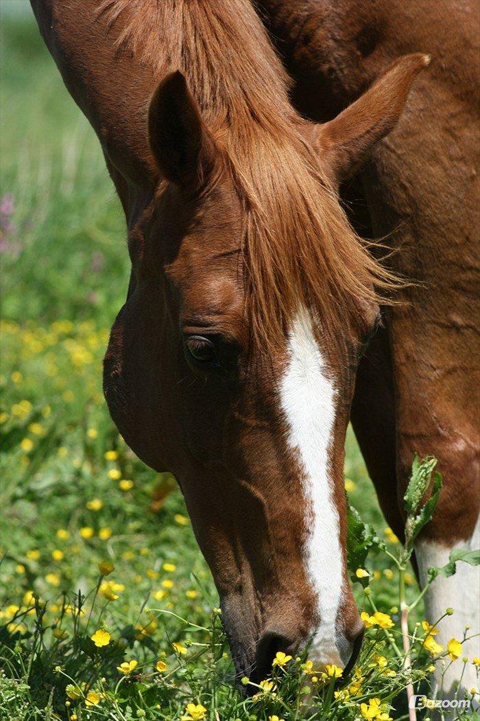 Anden særlig race Fox Trot <3 - Fox på sommergræs  billede 4