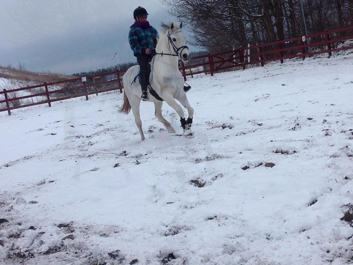 Anden særlig race Pepito my only one! <3 billede 9