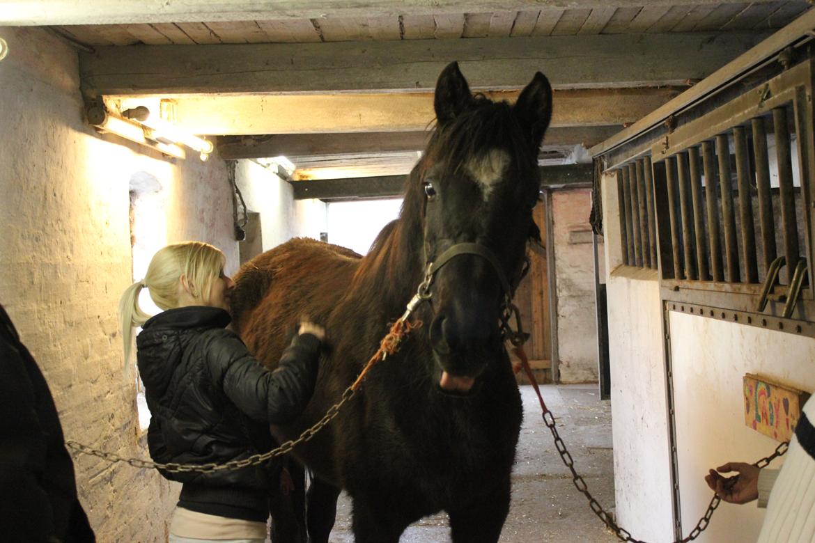 Trakehner Hertima De L billede 3