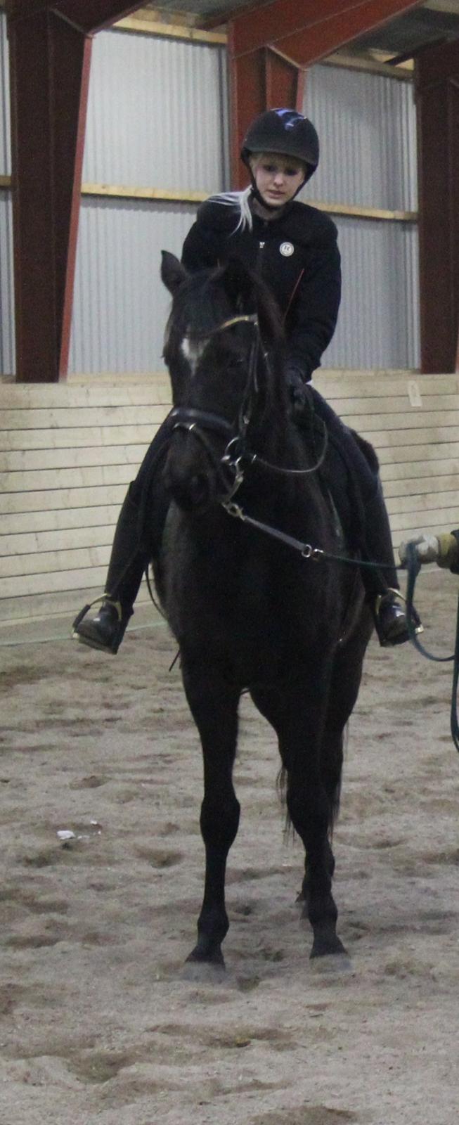 Trakehner Hertima De L billede 5