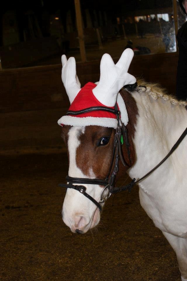 Anden særlig race Strit <3 - strit og jeg til julestævne ( foto sofie meldgaard) billede 9