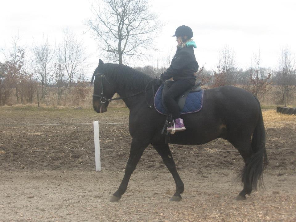 Oldenborg Futti billede 5