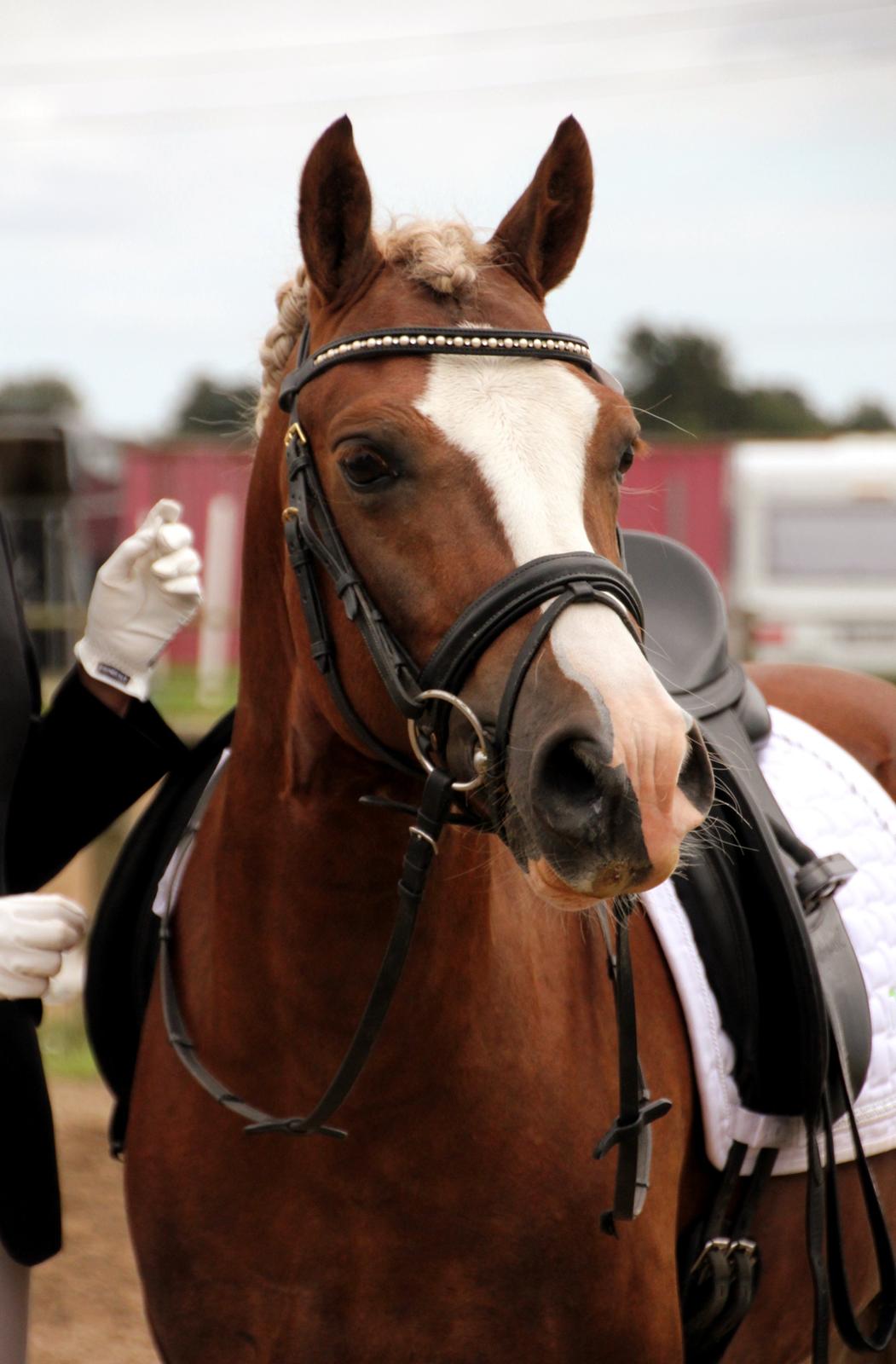 Welsh Cob (sec D) Fjordglimt Mr. George - Geo til stævne, september 2012 billede 5