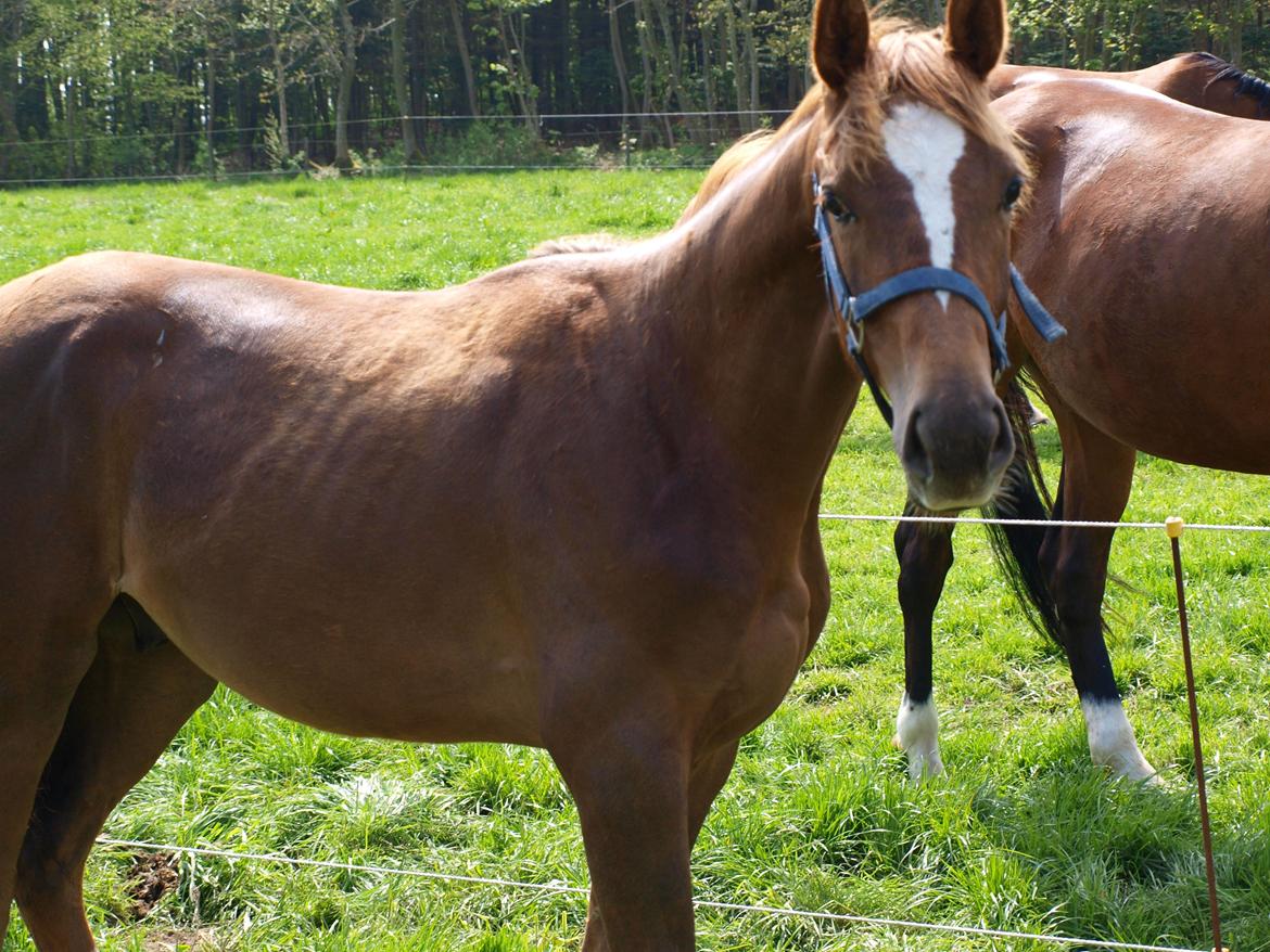 Dansk Varmblod Strandagergårds De Luxe billede 4