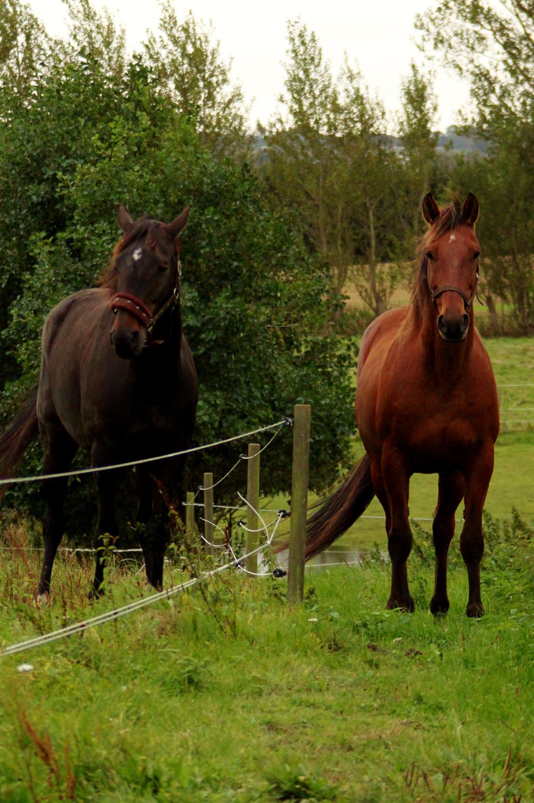 Dansk Varmblod Vesterhavegaard´s Deuchet Epona - Det hårdt ikke og må gå sammen med kæresten :p foto : Mig billede 19