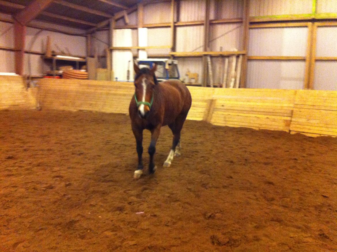 Hannoveraner Filia T - hun kommer endda når jeg kalder :) billede 3