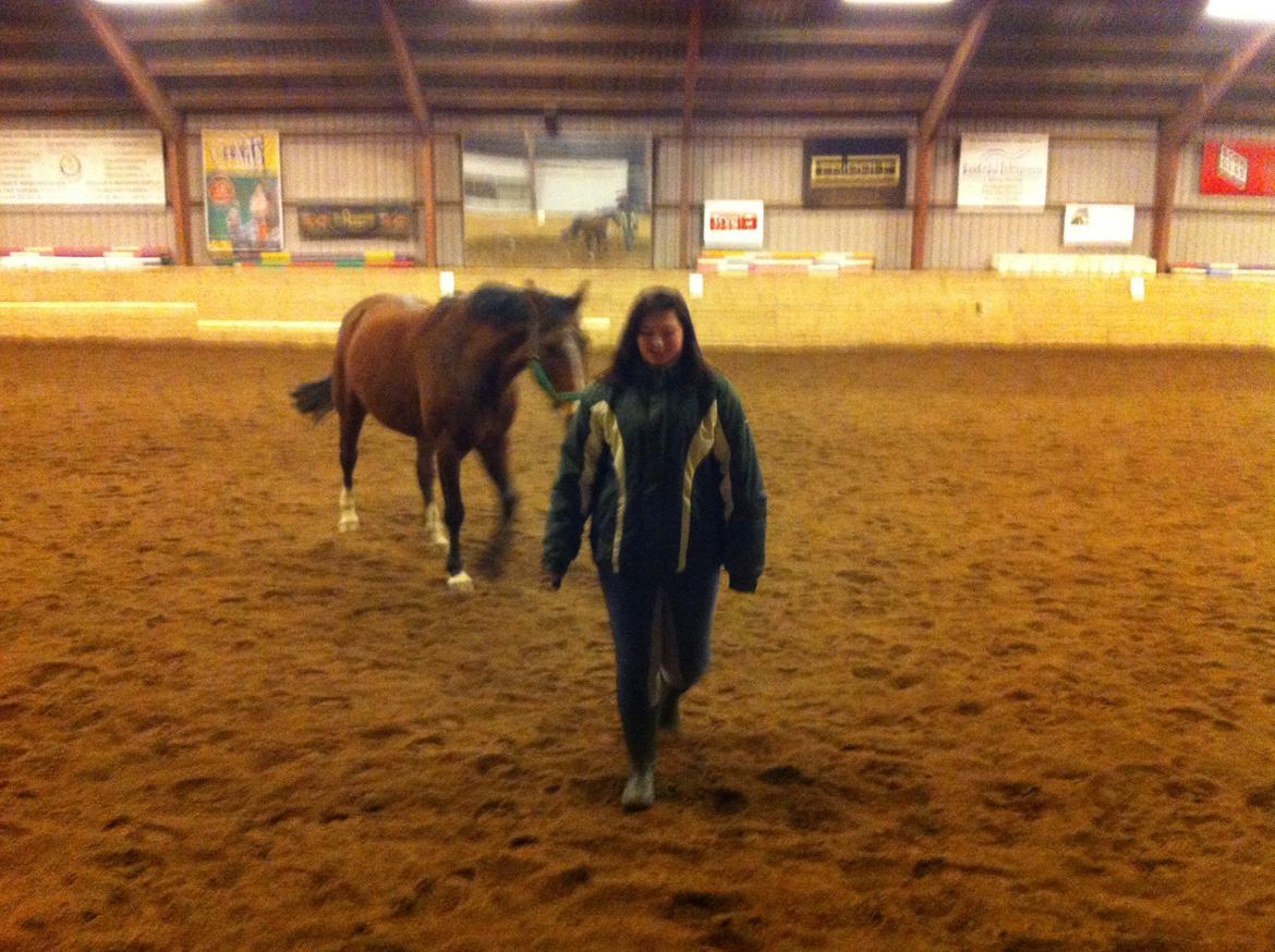 Hannoveraner Filia T - første gang vi gik alene og hyggede billede 4