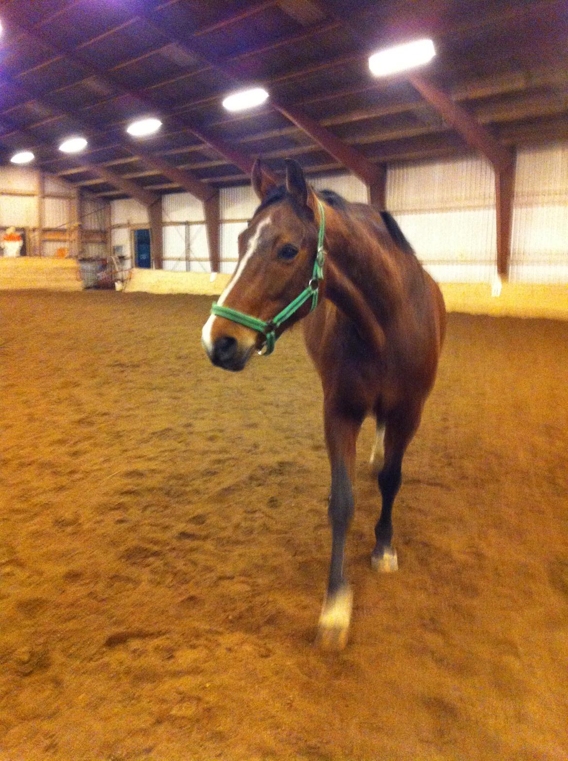 Hannoveraner Filia T billede 5