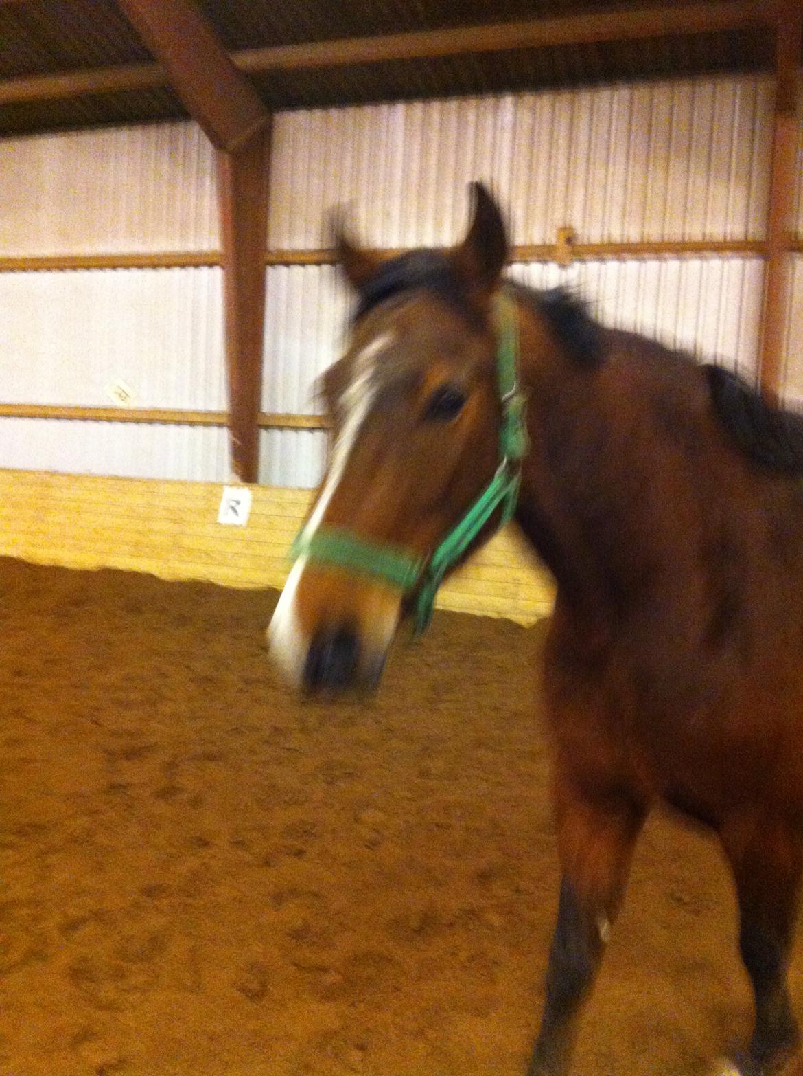 Hannoveraner Filia T - undskyld kvaliteten billede 2