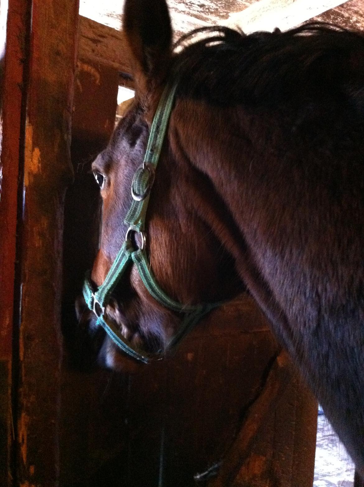 Hannoveraner Filia T billede 7