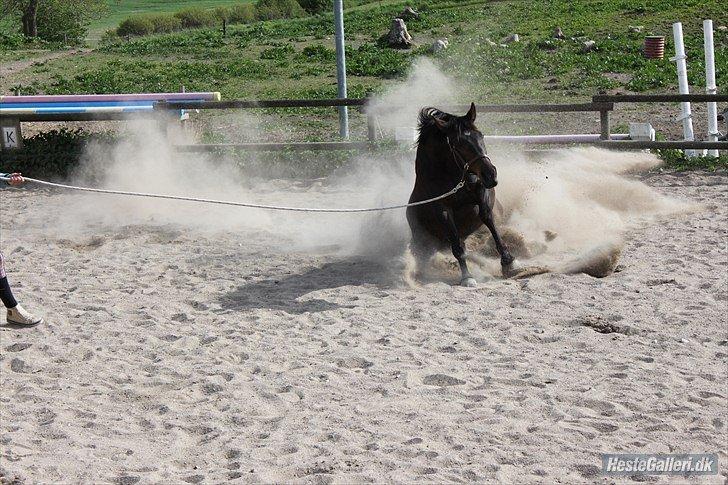 Dansk Varmblod Vesterhavegaard´s Deuchet Epona - Deuchet var PÆNT overgearet så hun smed lige røven efter sig :p billede 16