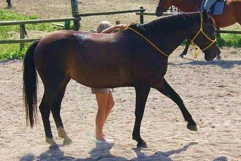 Dansk Varmblod Vesterhavegaard´s Deuchet Epona - Deuchet´s ene tricks vinke :) (savner den sommer så meget <3 ) billede 20