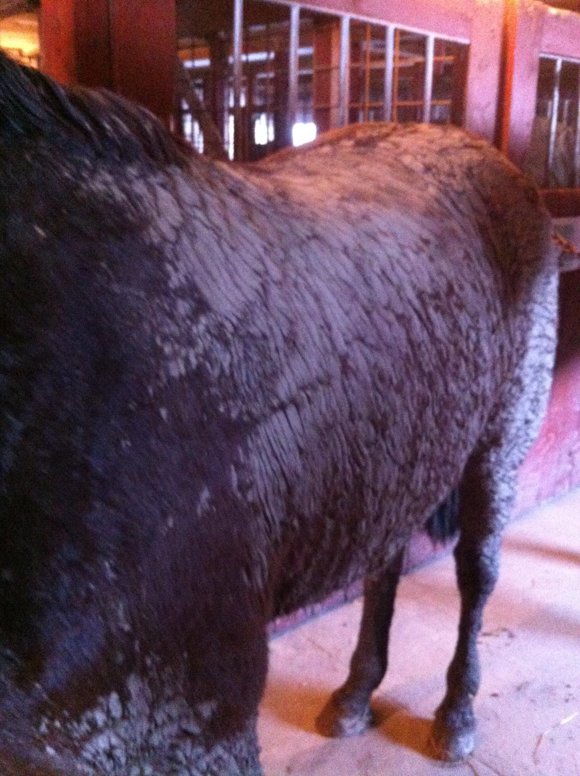 Hannoveraner Filia T - HJÆLP! billede 8