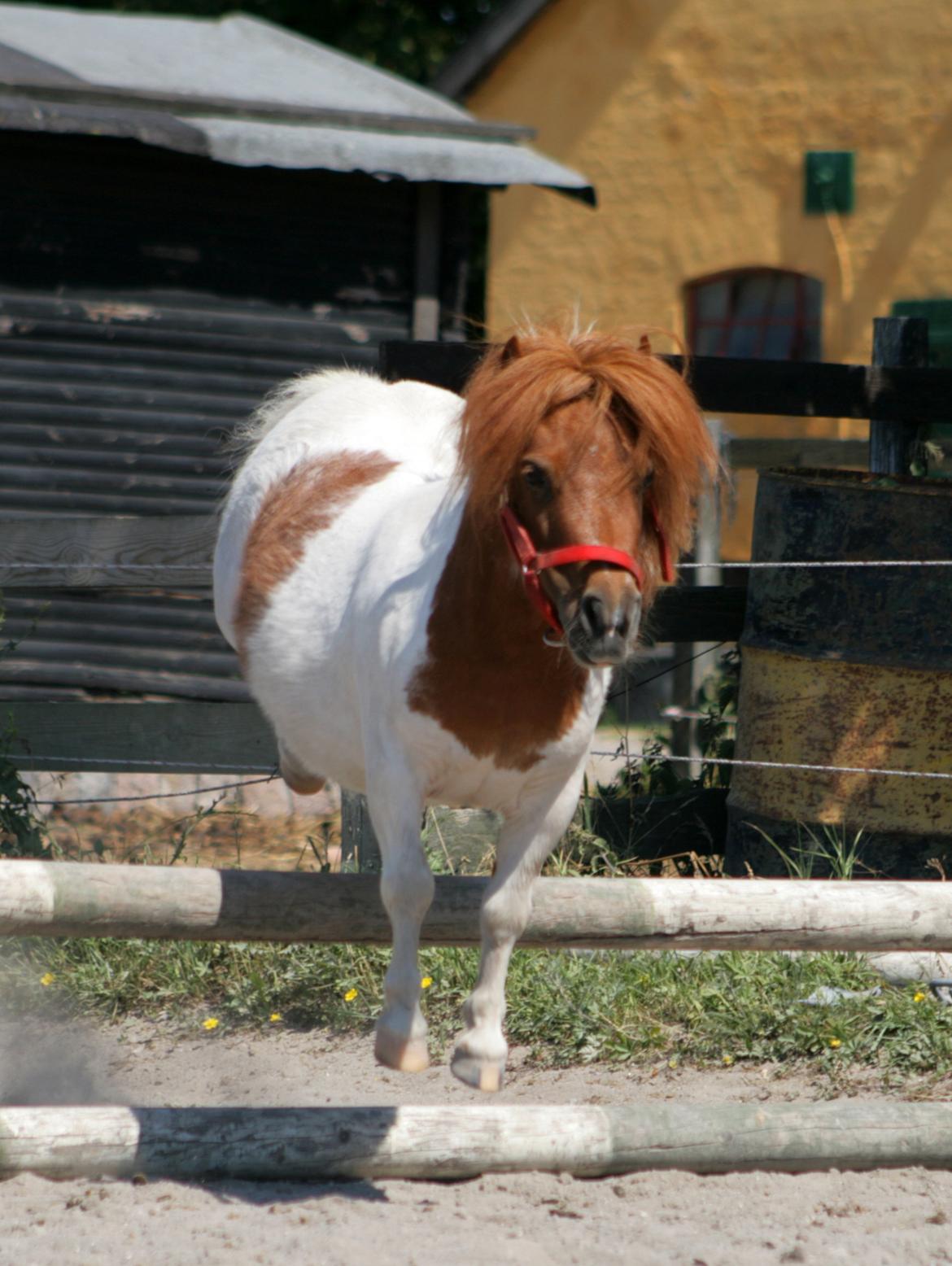 Shetlænder Perle billede 2