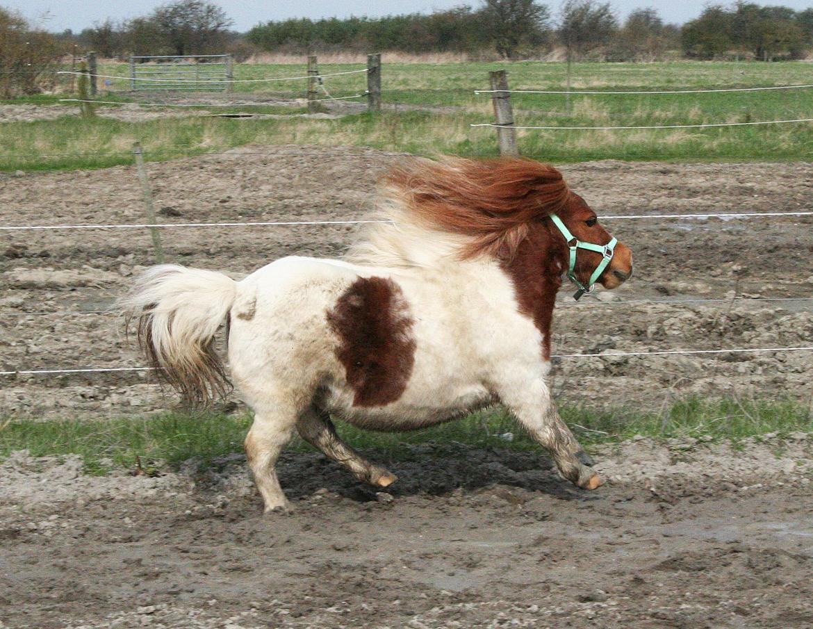 Shetlænder Perle billede 3