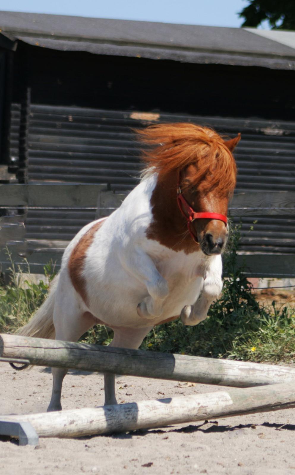 Shetlænder Perle billede 4