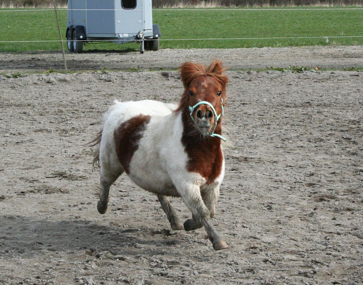 Shetlænder Perle billede 5