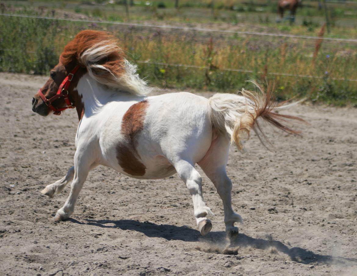 Shetlænder Perle billede 6
