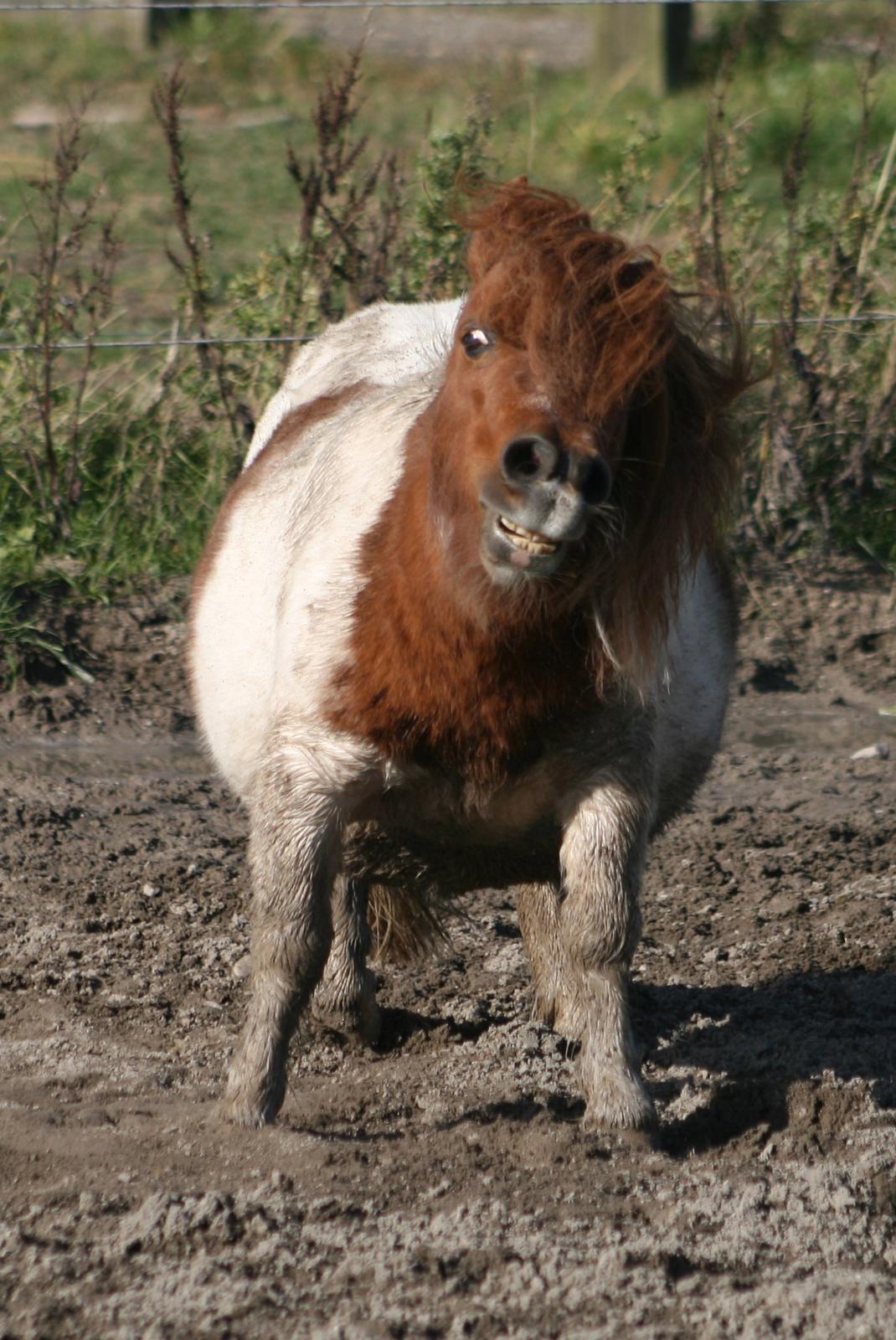 Shetlænder Perle billede 7