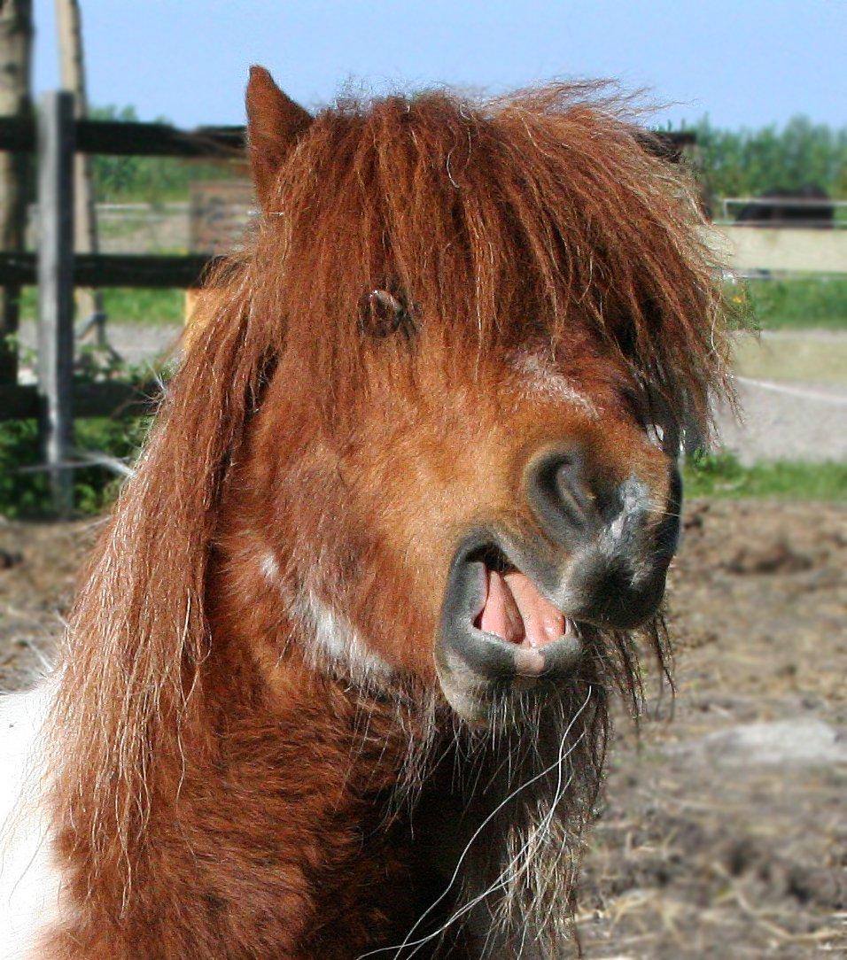 Shetlænder Perle billede 1