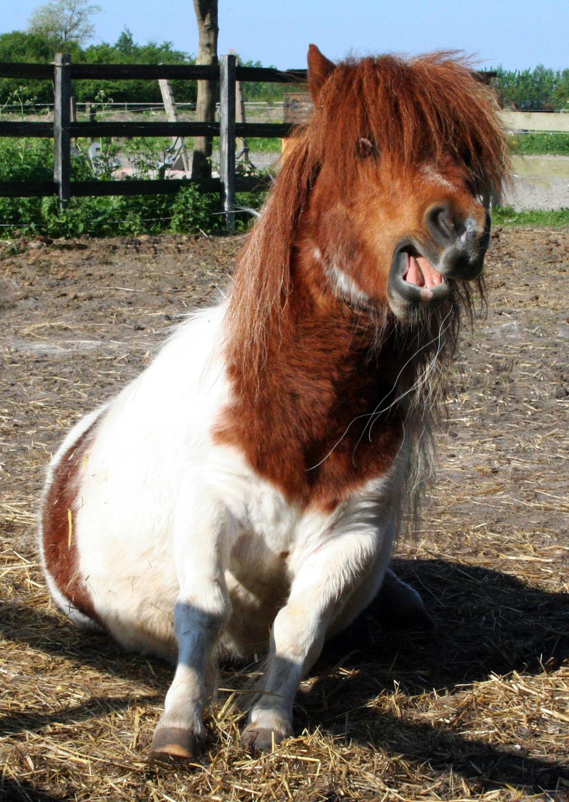 Shetlænder Perle billede 8