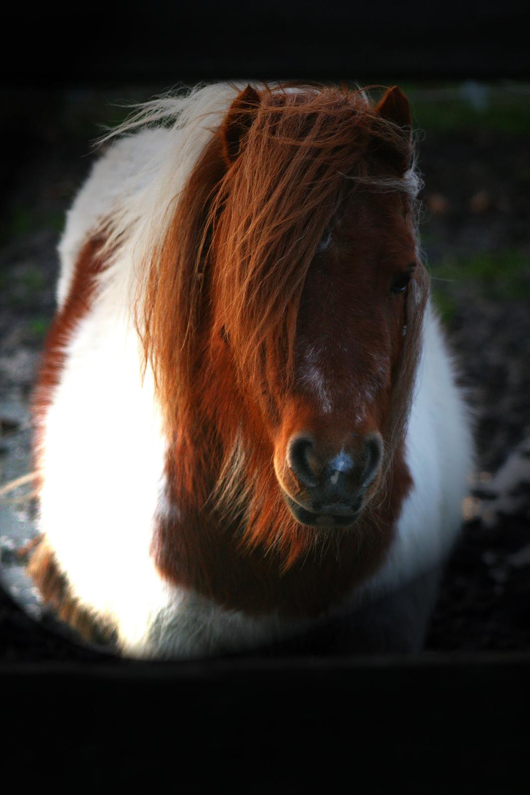 Shetlænder Perle billede 9
