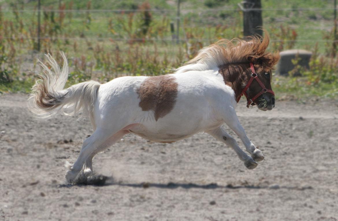 Shetlænder Perle billede 10