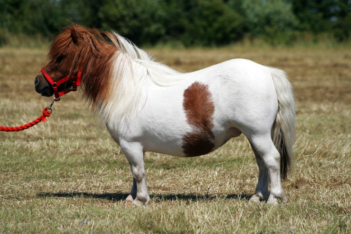 Shetlænder Perle billede 11