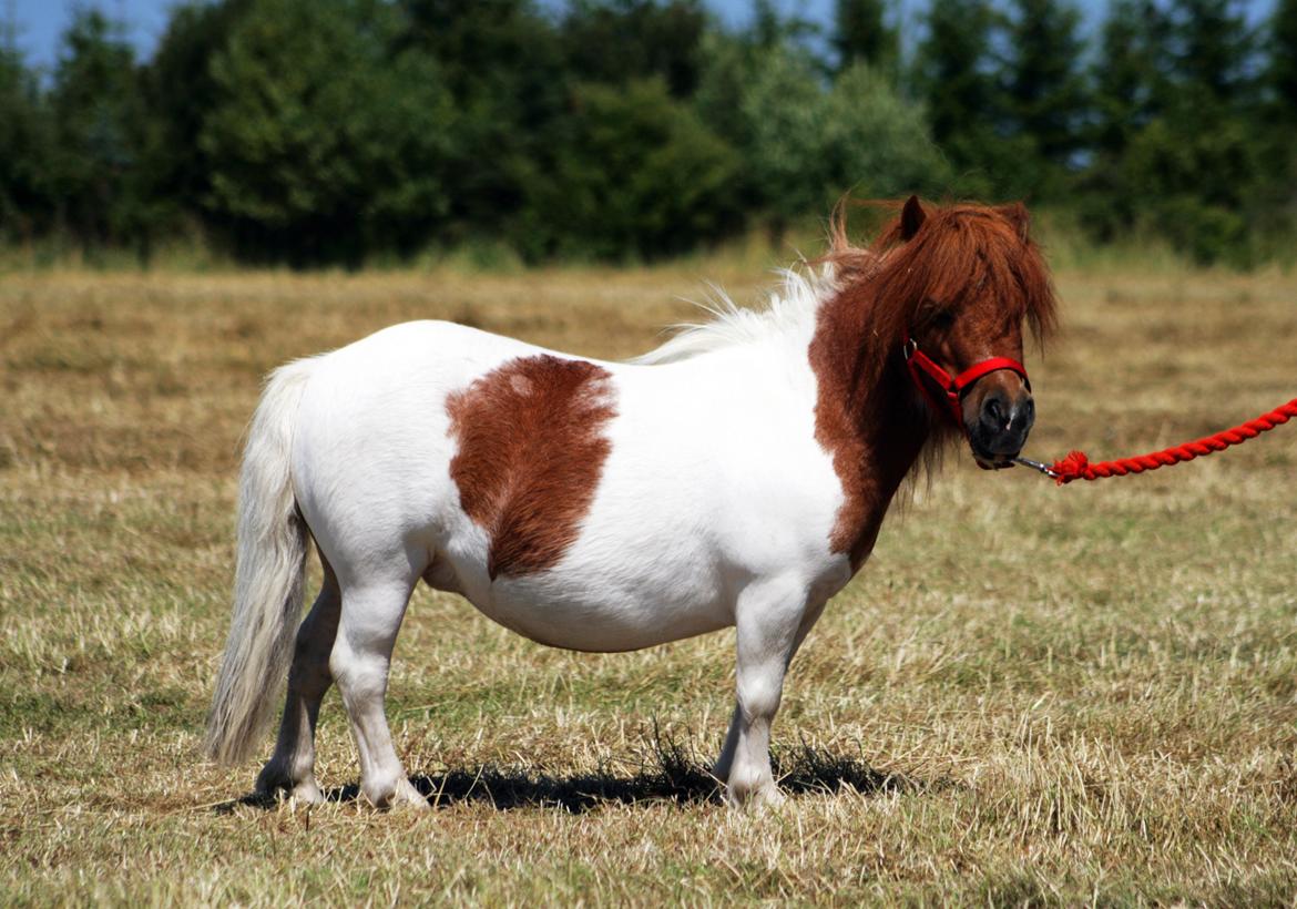 Shetlænder Perle billede 12