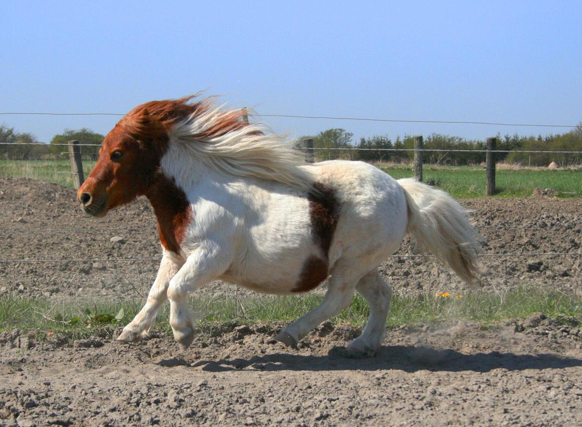 Shetlænder Perle billede 13